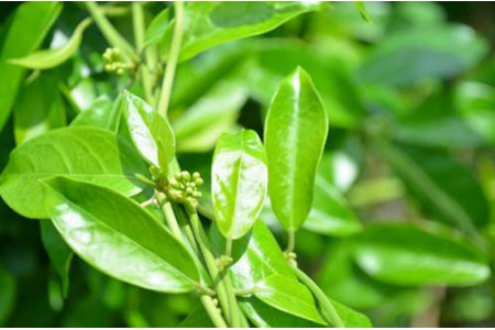 Nguy hại khi dùng dây thìa canh sai cách trong điều trị tiểu đường