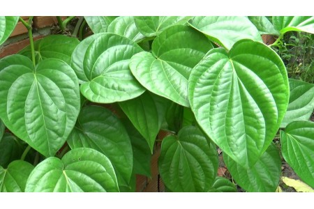 Tác dụng chữa bệnh trĩ bằng lá trầu không