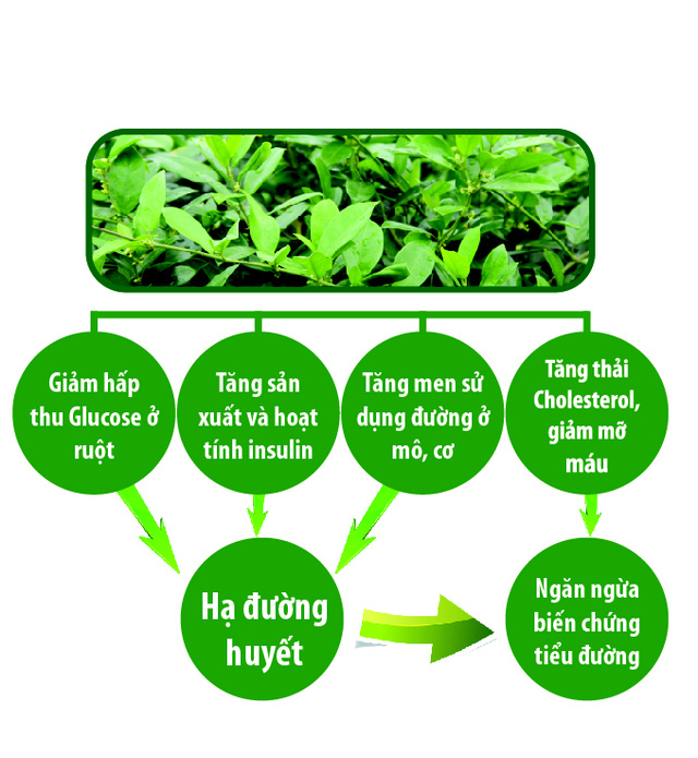 Công dụng của dây thìa canh