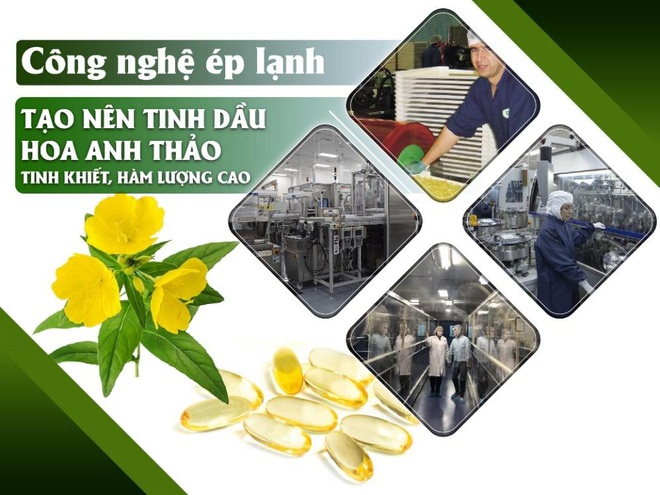tinh dầu hoa anh thảo Careline đã áp dụng phương pháp ép lạnh vào sản xuất